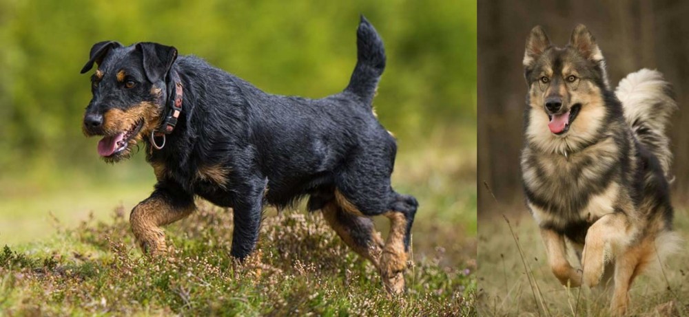 Native American Indian Dog vs Jagdterrier - Breed Comparison