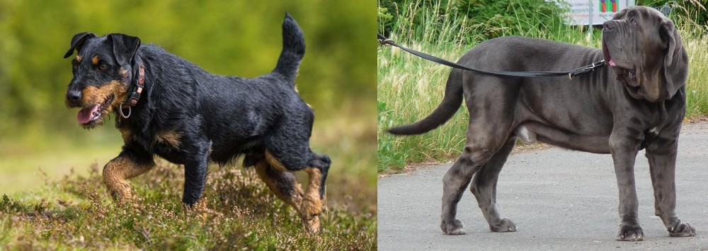 Neapolitan Mastiff vs Jagdterrier - Breed Comparison