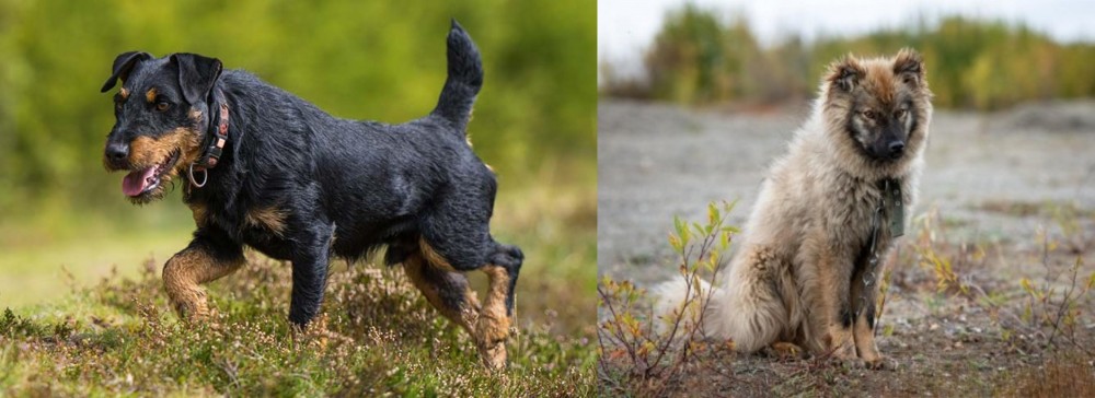 Nenets Herding Laika vs Jagdterrier - Breed Comparison