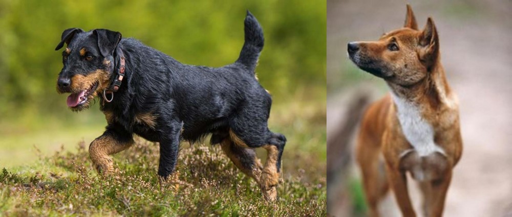 New Guinea Singing Dog vs Jagdterrier - Breed Comparison