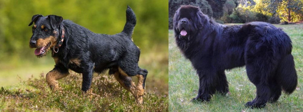Newfoundland Dog vs Jagdterrier - Breed Comparison