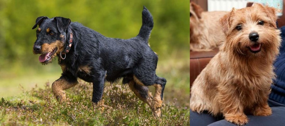 Norfolk Terrier vs Jagdterrier - Breed Comparison
