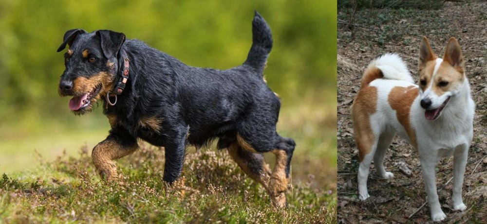 Norrbottenspets vs Jagdterrier - Breed Comparison