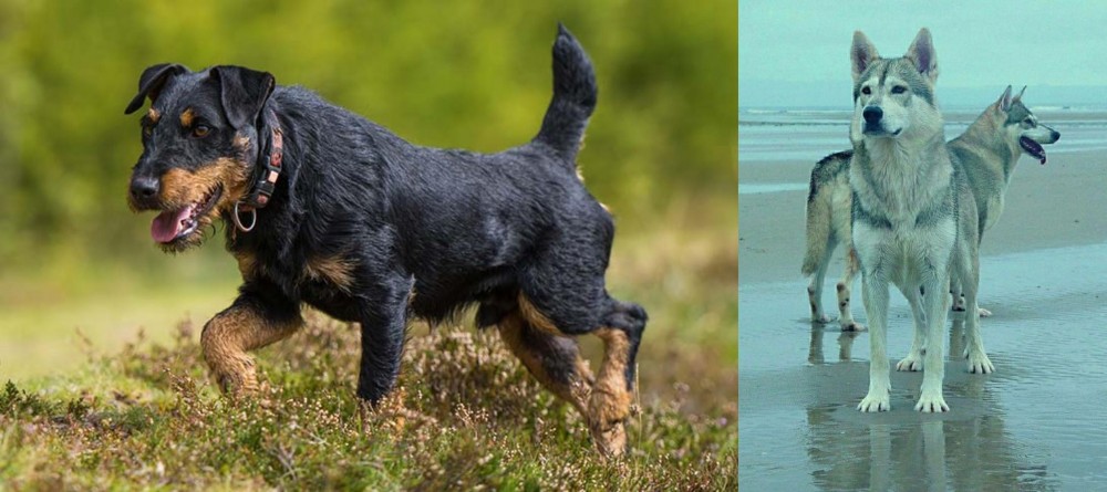 Northern Inuit Dog vs Jagdterrier - Breed Comparison