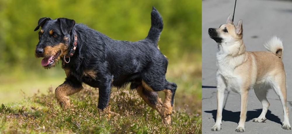 Norwegian Buhund vs Jagdterrier - Breed Comparison