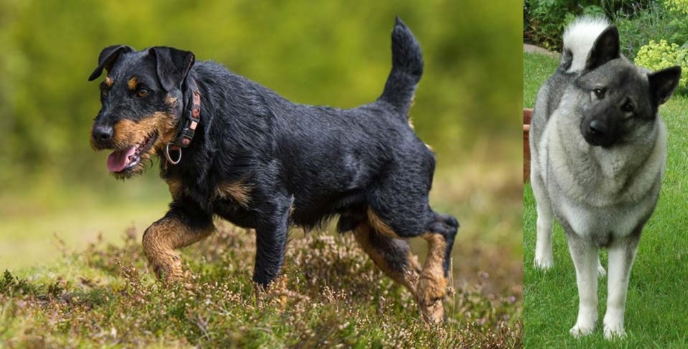 Norwegian Elkhound vs Jagdterrier - Breed Comparison
