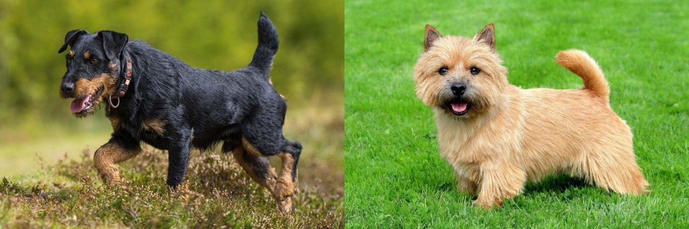 Norwich Terrier vs Jagdterrier - Breed Comparison