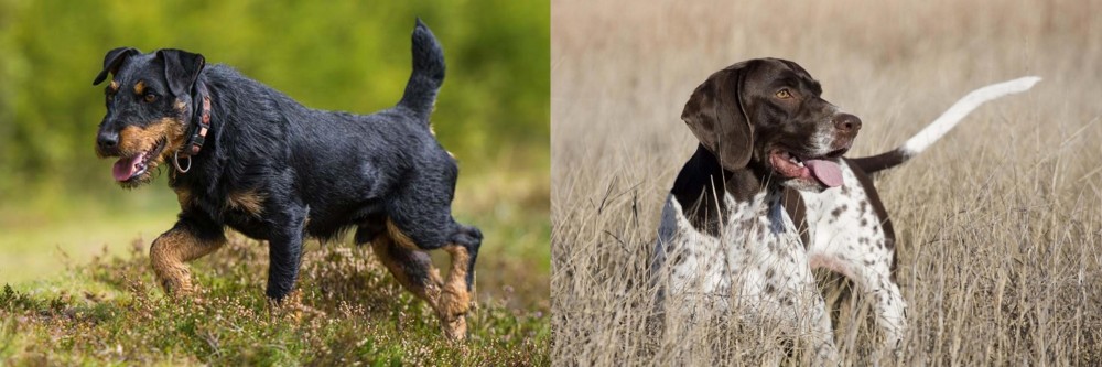 Old Danish Pointer vs Jagdterrier - Breed Comparison