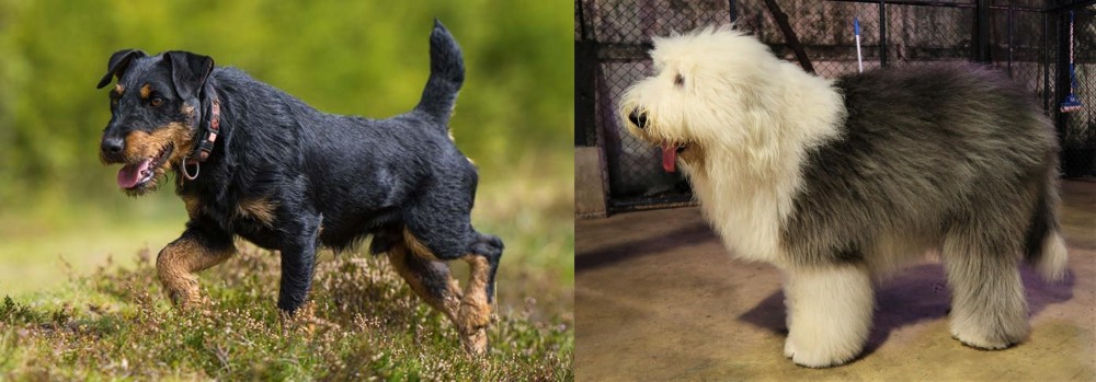 Old English Sheepdog vs Jagdterrier - Breed Comparison