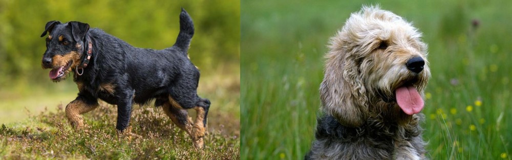 Otterhound vs Jagdterrier - Breed Comparison