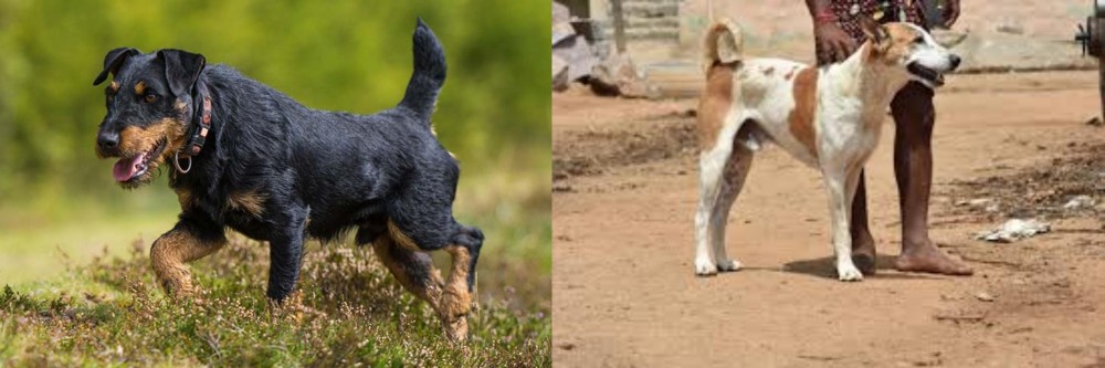 Pandikona vs Jagdterrier - Breed Comparison