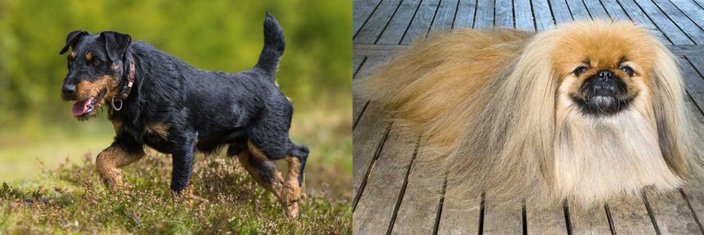 Pekingese vs Jagdterrier - Breed Comparison