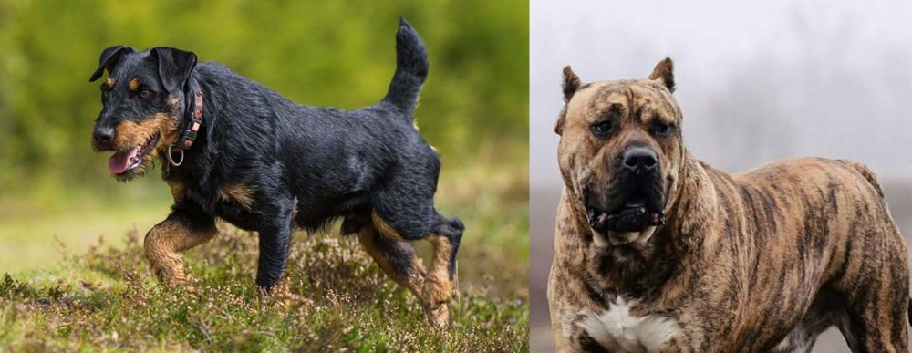 Perro de Presa Canario vs Jagdterrier - Breed Comparison