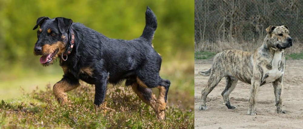 Perro de Presa Mallorquin vs Jagdterrier - Breed Comparison