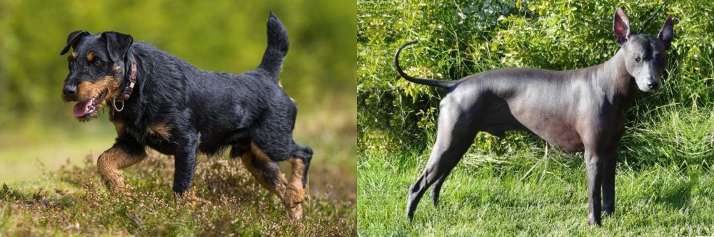 Peruvian Hairless vs Jagdterrier - Breed Comparison