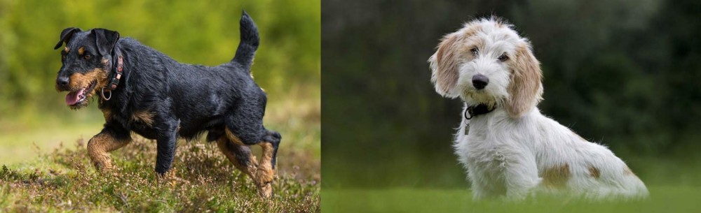 Petit Basset Griffon Vendeen vs Jagdterrier - Breed Comparison