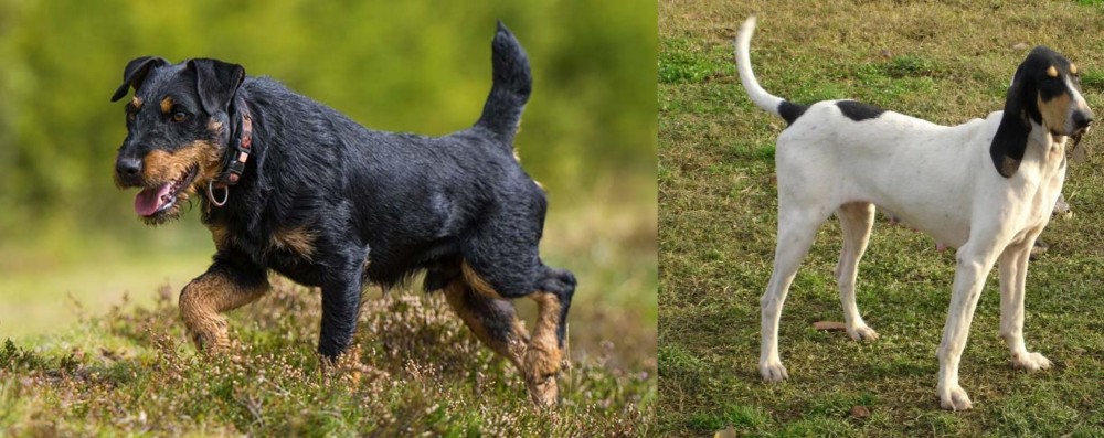 Petit Gascon Saintongeois vs Jagdterrier - Breed Comparison