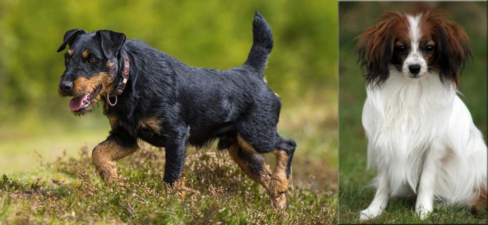 Phalene vs Jagdterrier - Breed Comparison