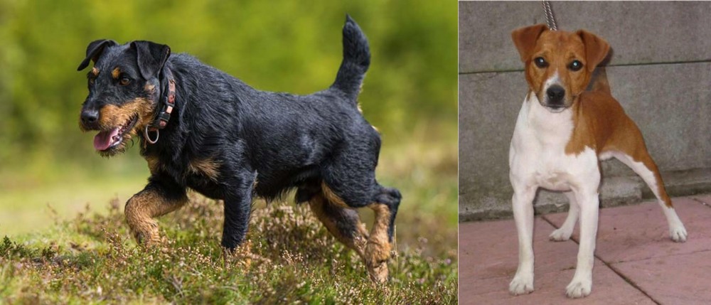 Plummer Terrier vs Jagdterrier - Breed Comparison