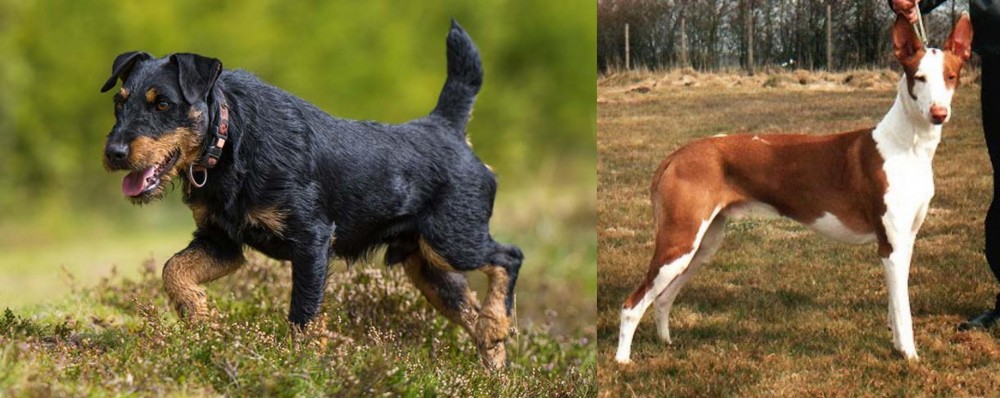 Podenco Canario vs Jagdterrier - Breed Comparison
