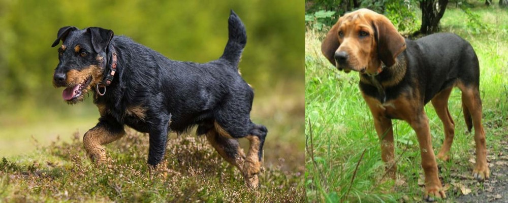 Polish Hound vs Jagdterrier - Breed Comparison