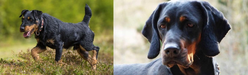 Polish Hunting Dog vs Jagdterrier - Breed Comparison