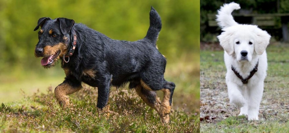 Polish Tatra Sheepdog vs Jagdterrier - Breed Comparison