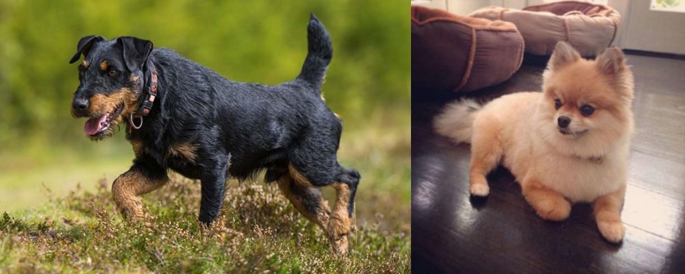 Pomeranian vs Jagdterrier - Breed Comparison