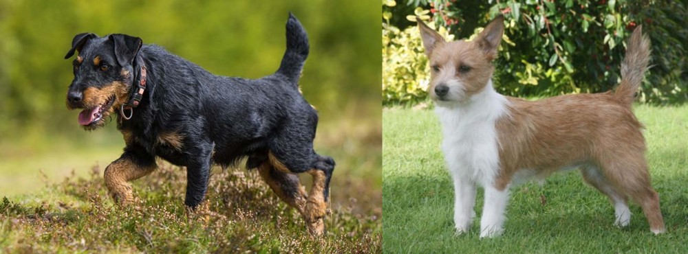 Portuguese Podengo vs Jagdterrier - Breed Comparison