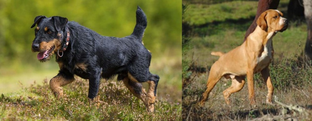 Portuguese Pointer vs Jagdterrier - Breed Comparison