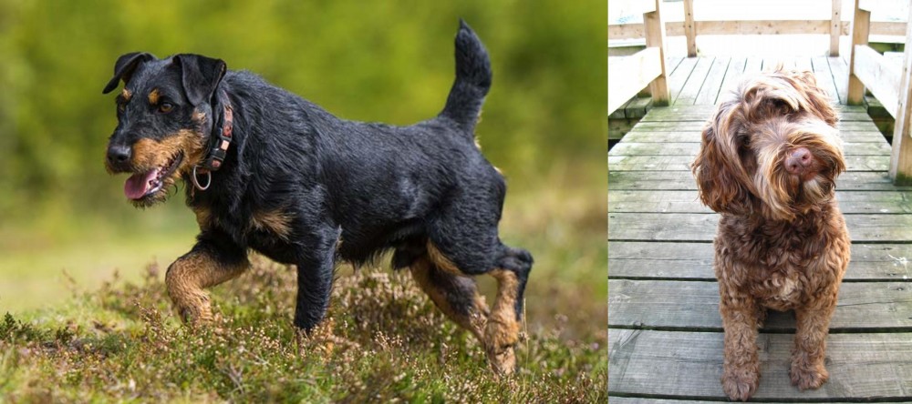 Portuguese Water Dog vs Jagdterrier - Breed Comparison