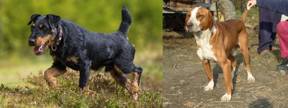 Posavac Hound vs Jagdterrier - Breed Comparison