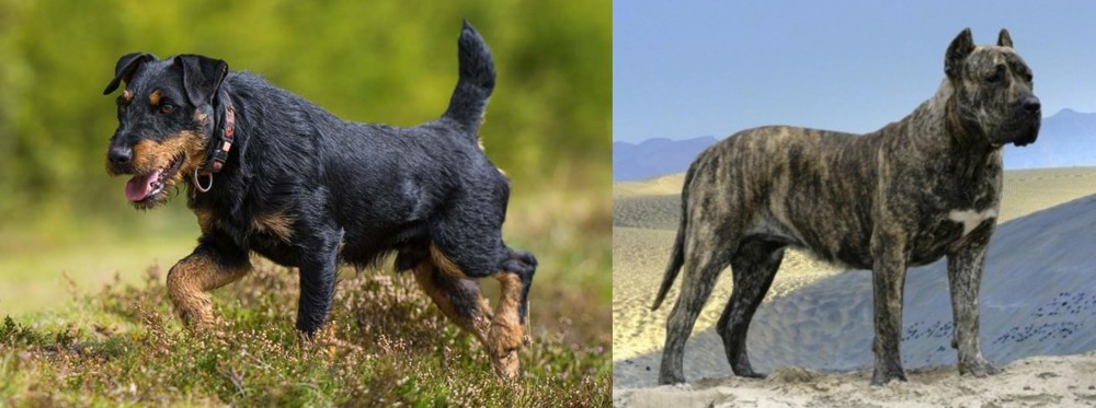 Presa Canario vs Jagdterrier - Breed Comparison
