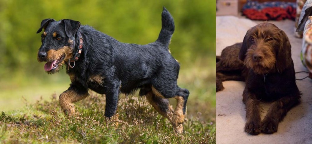 Pudelpointer vs Jagdterrier - Breed Comparison