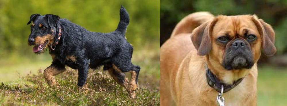 Pugalier vs Jagdterrier - Breed Comparison
