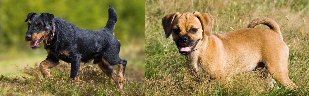 Puggle vs Jagdterrier - Breed Comparison