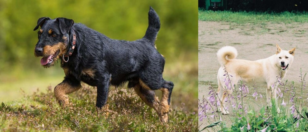 Pungsan Dog vs Jagdterrier - Breed Comparison