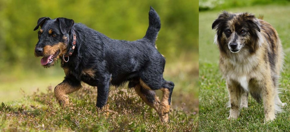 Pyrenean Shepherd vs Jagdterrier - Breed Comparison