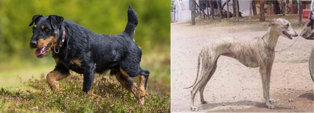Rampur Greyhound vs Jagdterrier - Breed Comparison