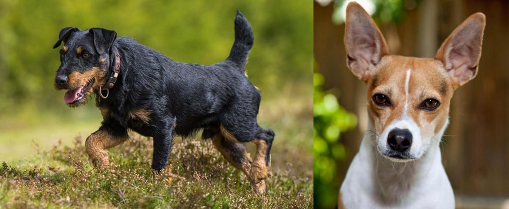 Rat Terrier vs Jagdterrier - Breed Comparison