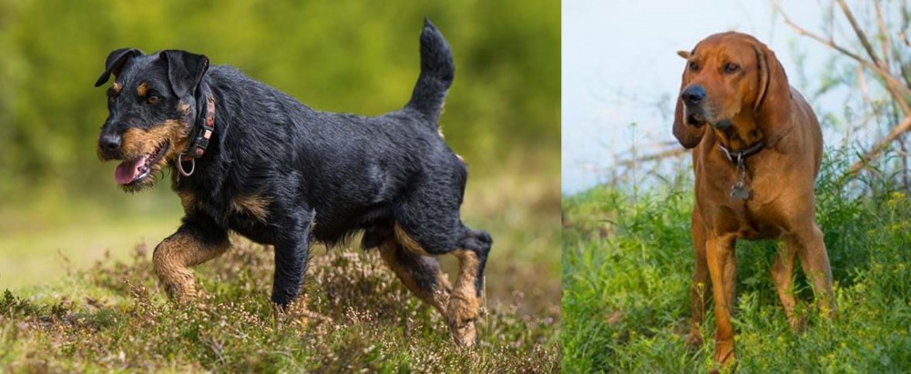 Redbone Coonhound vs Jagdterrier - Breed Comparison