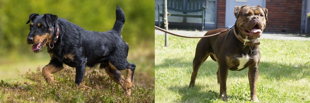 Renascence Bulldogge vs Jagdterrier - Breed Comparison