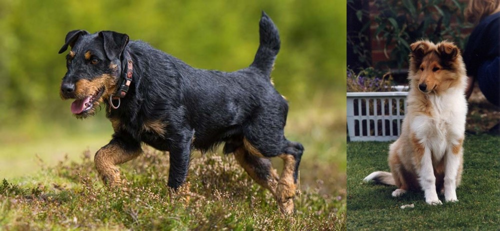 Rough Collie vs Jagdterrier - Breed Comparison