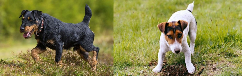 Russell Terrier vs Jagdterrier - Breed Comparison
