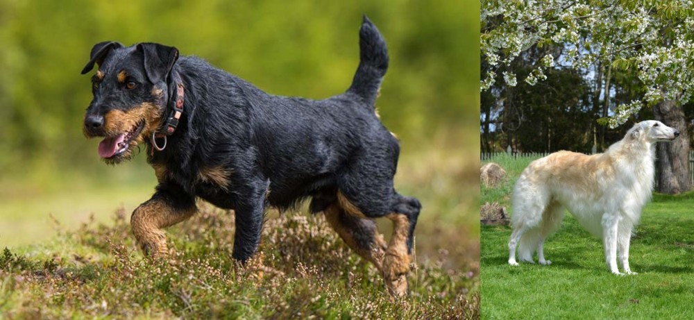 Russian Hound vs Jagdterrier - Breed Comparison
