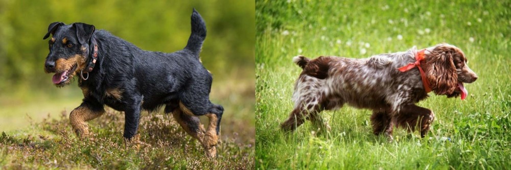 Russian Spaniel vs Jagdterrier - Breed Comparison