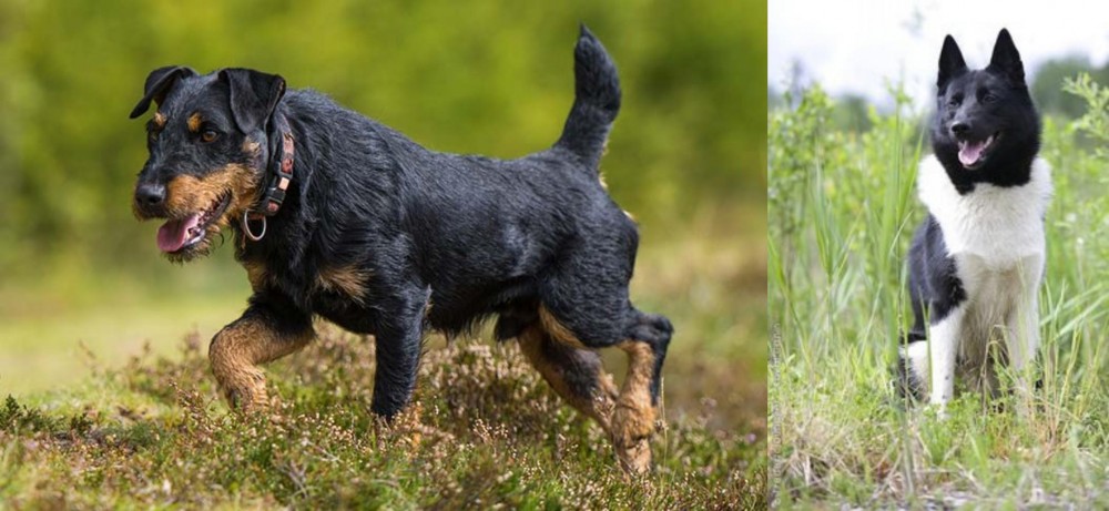 Russo-European Laika vs Jagdterrier - Breed Comparison