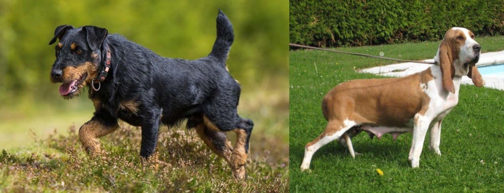 Sabueso Espanol vs Jagdterrier - Breed Comparison