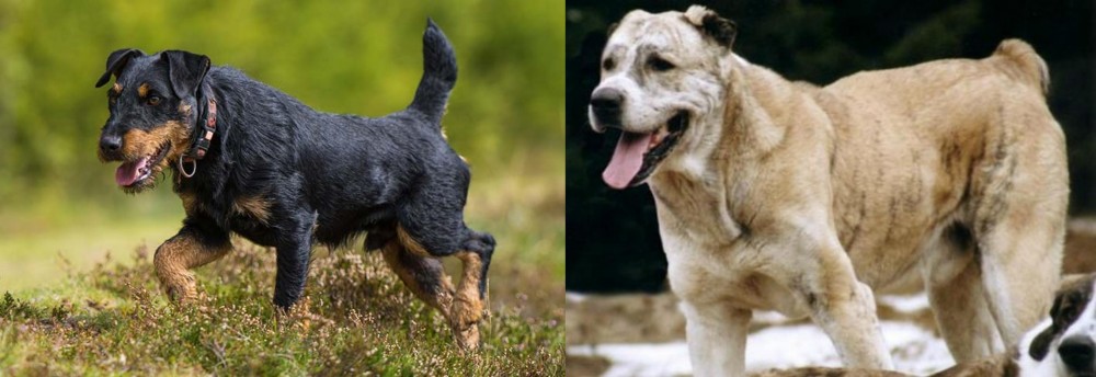 Sage Koochee vs Jagdterrier - Breed Comparison