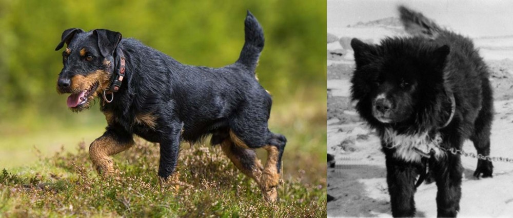 Sakhalin Husky vs Jagdterrier - Breed Comparison